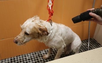 Posa'l Be Clinica Veterinaria y peluquería canina y felina