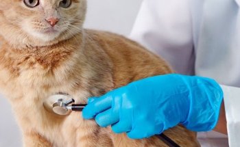 Clínica Veterinària Gàtika - Veterinario Hospitalet