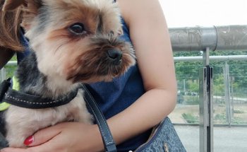 CENTROS VETERINARIO ARTVIU