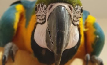 Vetpoint Clínica Veterinària