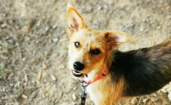 Centro Veterinario Sant Roc