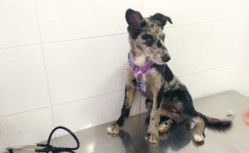 Consultori Veterinari Bellvitge, Anna Badia