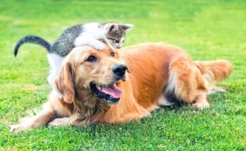 Clínica Veterinaria Animanuco