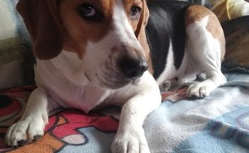 Clínica Veterinaria Tu-can