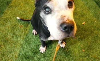 Centro Veterinario San Nicasio