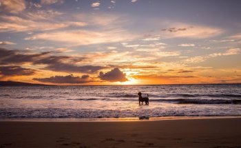 Clínica Veterinaria Dobermann II