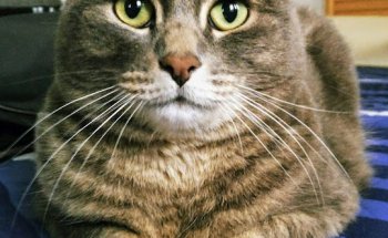 Clínica Veterinaria Malina