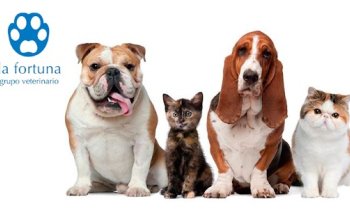 Clínica Veterinaria V Centenario | Grupo Veterinario La Fortuna-Mivet