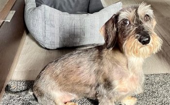 Clínica Veterinaria Marbella