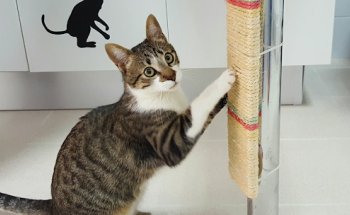 Clinica Veterinaria Medivet