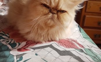 clinica veterinaria amazonas