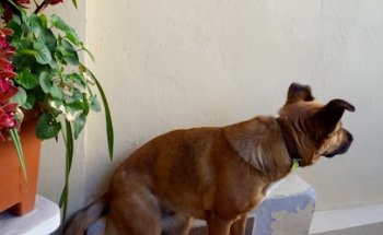 Centro Veterinaria Pet Care