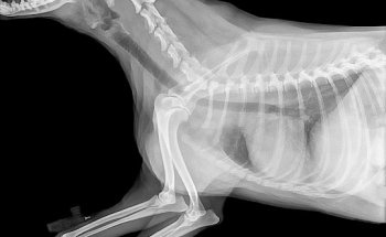 Centro Veterinario Dr. Deza