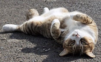 Vetalliance Clínica Veterinaria