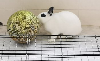 Clínica Veterinària Reus Vet