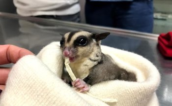 Veterinari Diagnòstic