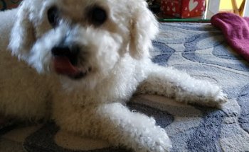 Bitxus Clínica Veterinària