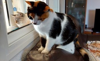 Centre Veterinari - Cal Trobat