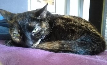 Clínica Veterinaria del Centre