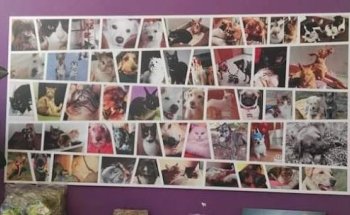 Clínica Veterinaria Exivet