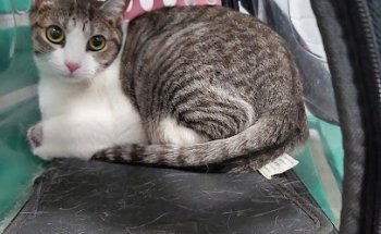 Vetzoo, S.L. Clínica Veterinària -