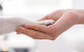 Clínica Veterinària Natura