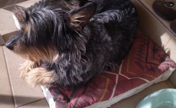 La Salut, Centre Veterinari (Sabadell)