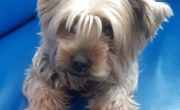 Centre Veterinaria Atlanta