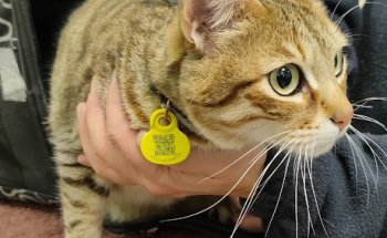 Albeitar Clínica Veterinària