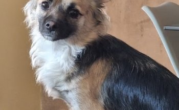 Clínica veterinaria Vallvet