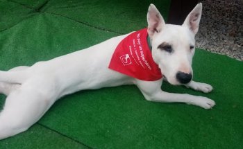 Banco de Sangre Animal