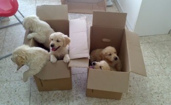 Consultorio Veterinario Nova