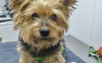 Clínica Veterinaria Gramenet