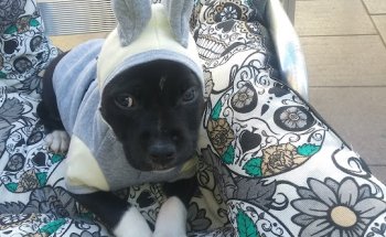 Centro Clínico Veterinario