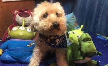 Clínica Veterinaria Marina