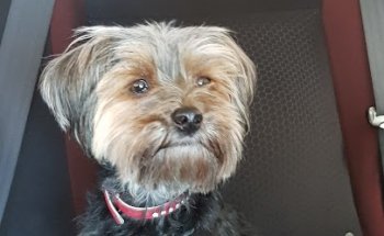 Centro Veterinario San Juan