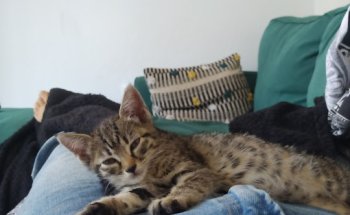 El Corral Clínica Veterinaria