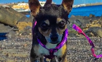 Clinica Veterinaria El Guirre