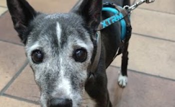 Vetsolidari Terrassa