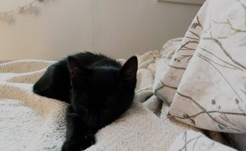 Centro Veterinario Viñas