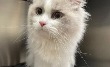 Clínica Veterinaria Vallparadís