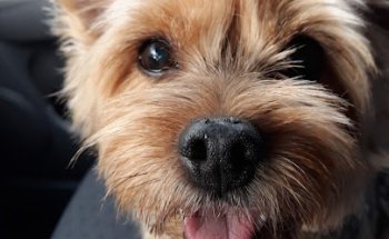 AniCura Arvivet Hospital Veterinari