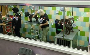 Ami-Gos Alianz Terrassa