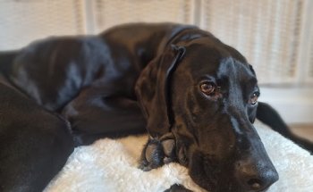 Centre Veterinari SmartVet (Centro Veterinario)