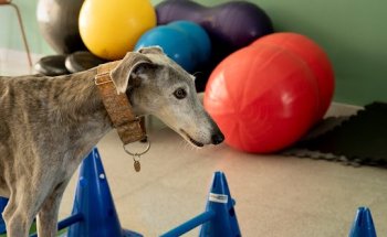 DHARMAVET Fisioterapia y Rehabilitación Animal