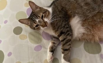 Clinica Veterinaria Centro