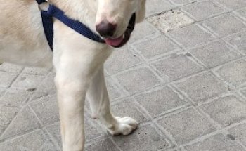 Clínica Veterinaria la Solana