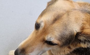 Clínica Veterinaria Adel