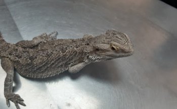 Clínica Veterinaria Saz