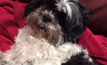 Hospital Veterinario Madrid Este